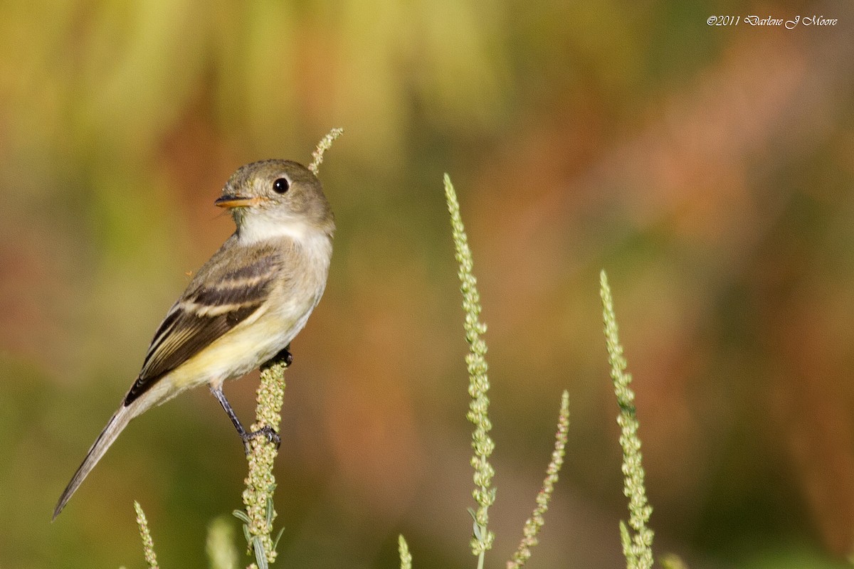 Least Flycatcher - Darlene J McNeil