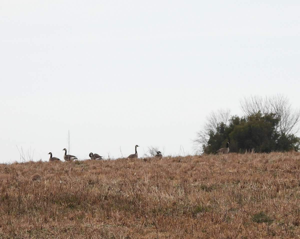 Canada Goose - Karen & Tom Beatty