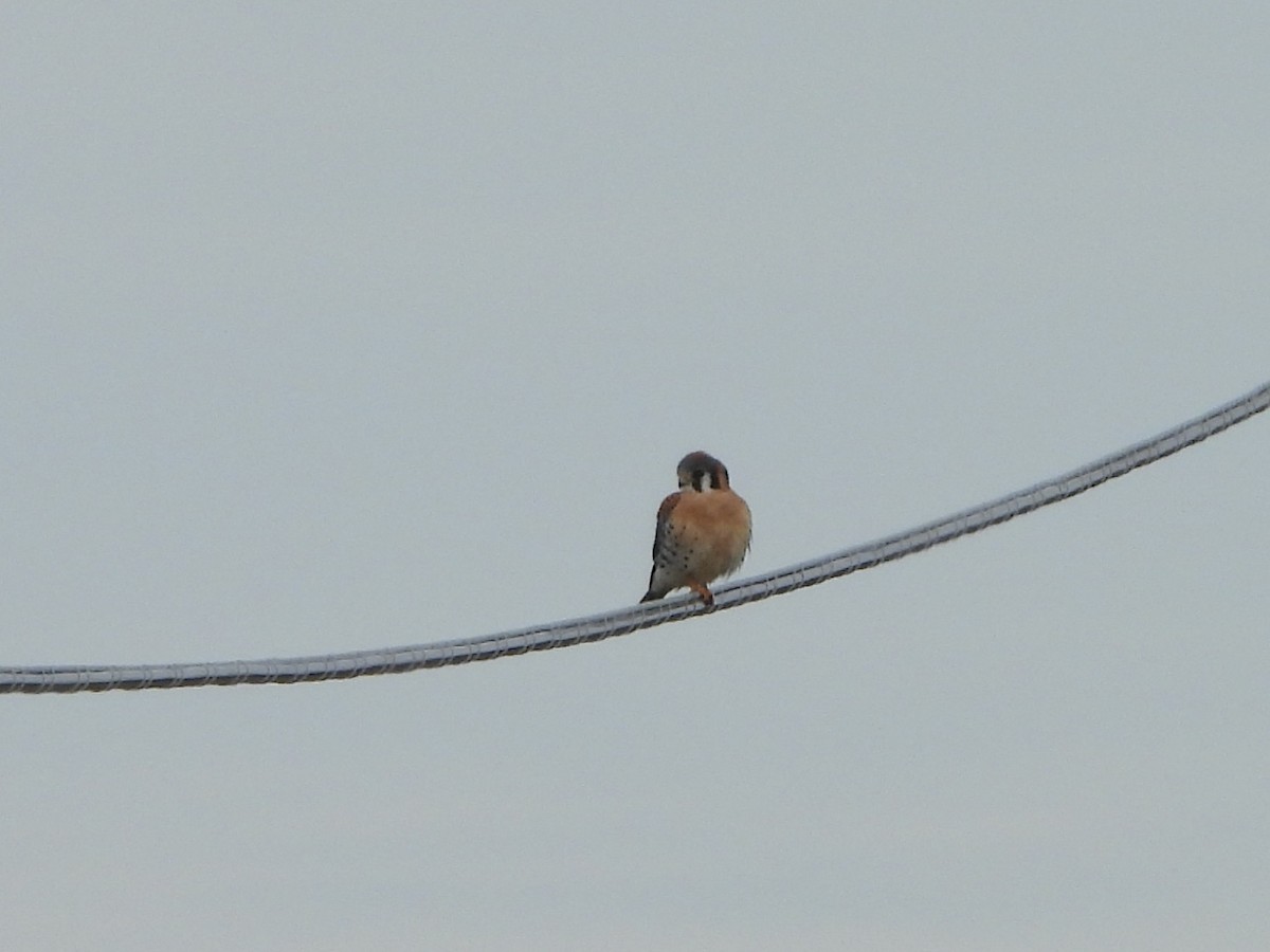 American Kestrel - Karen & Tom Beatty