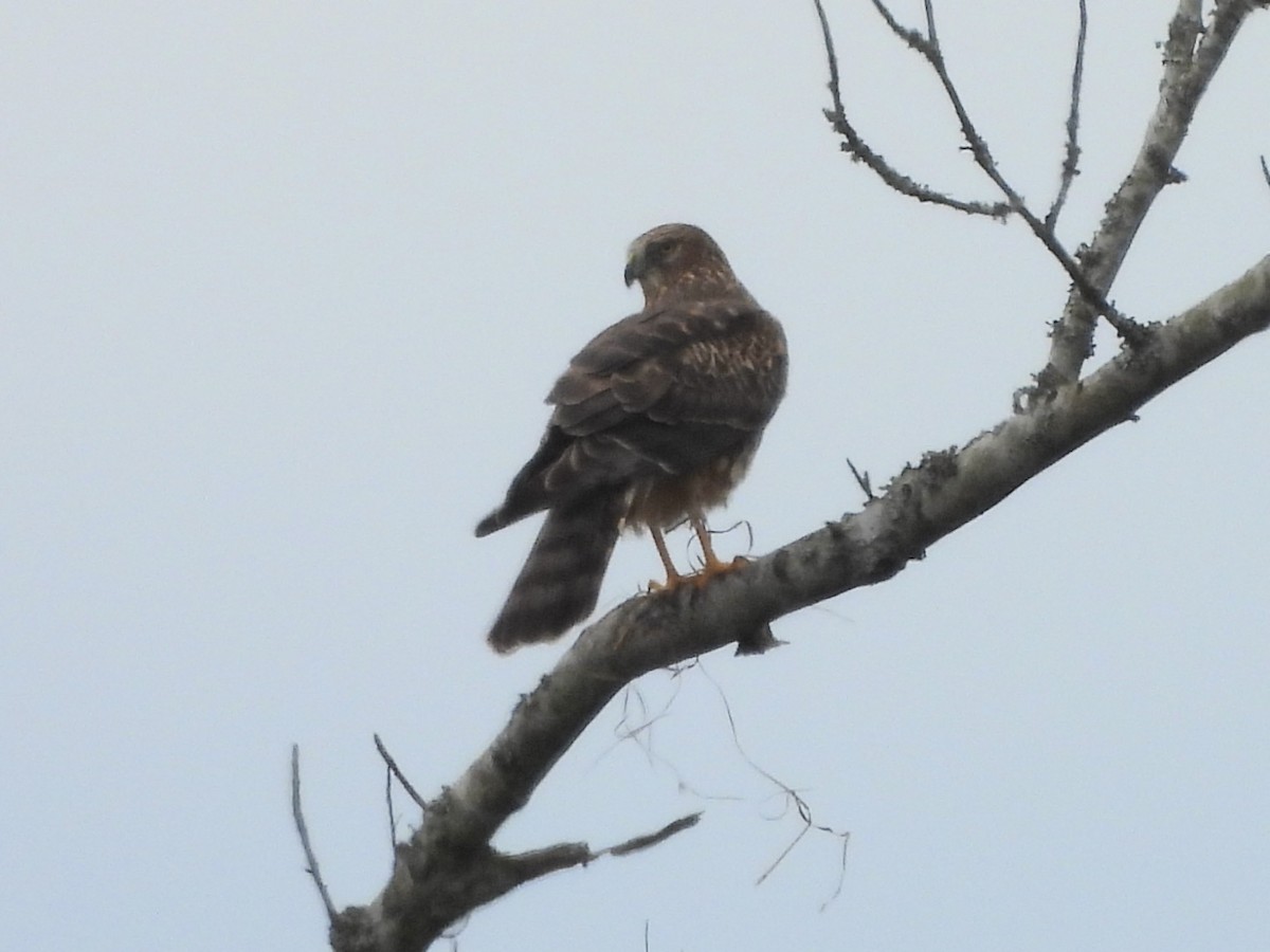 Northern Harrier - Karen & Tom Beatty