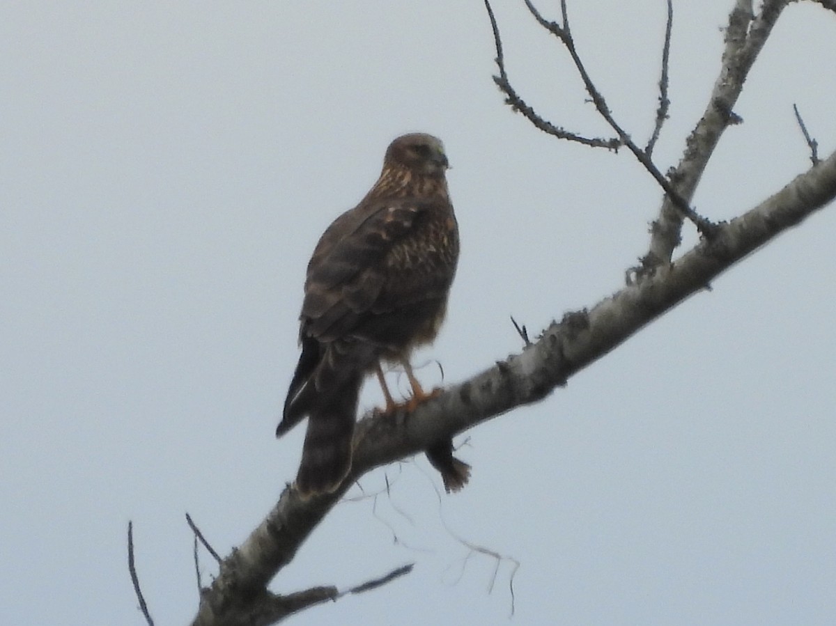 Northern Harrier - ML613914400