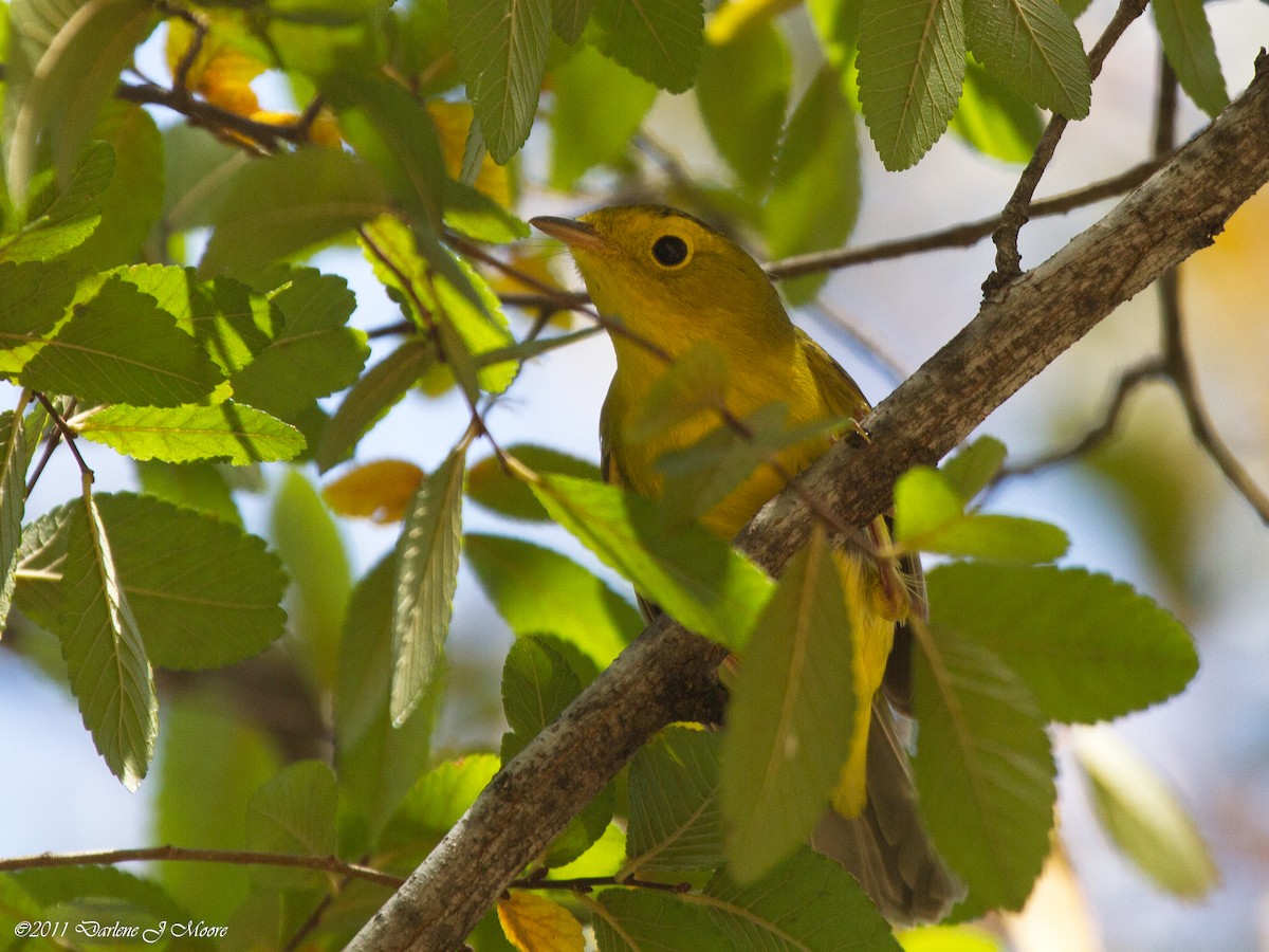 Wilson's Warbler - ML613914417