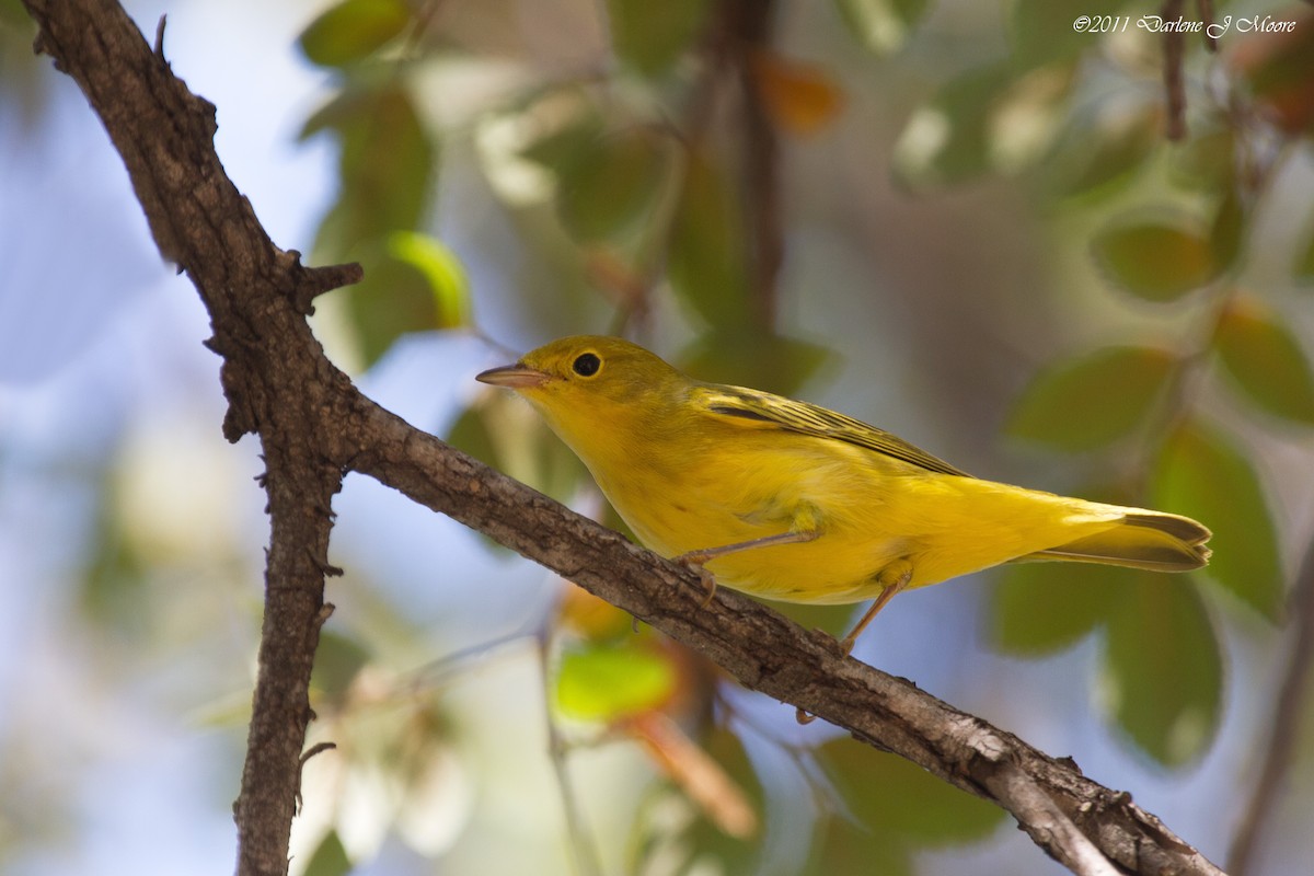 Yellow Warbler (Northern) - ML613914427