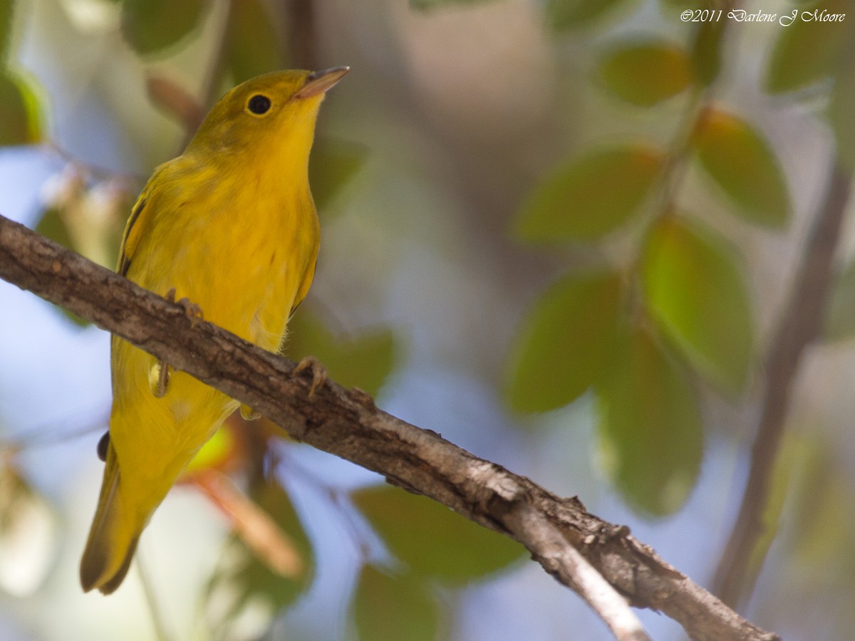 Yellow Warbler (Northern) - ML613914428