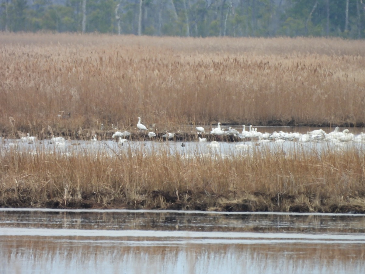 Snow Goose - ML613914470