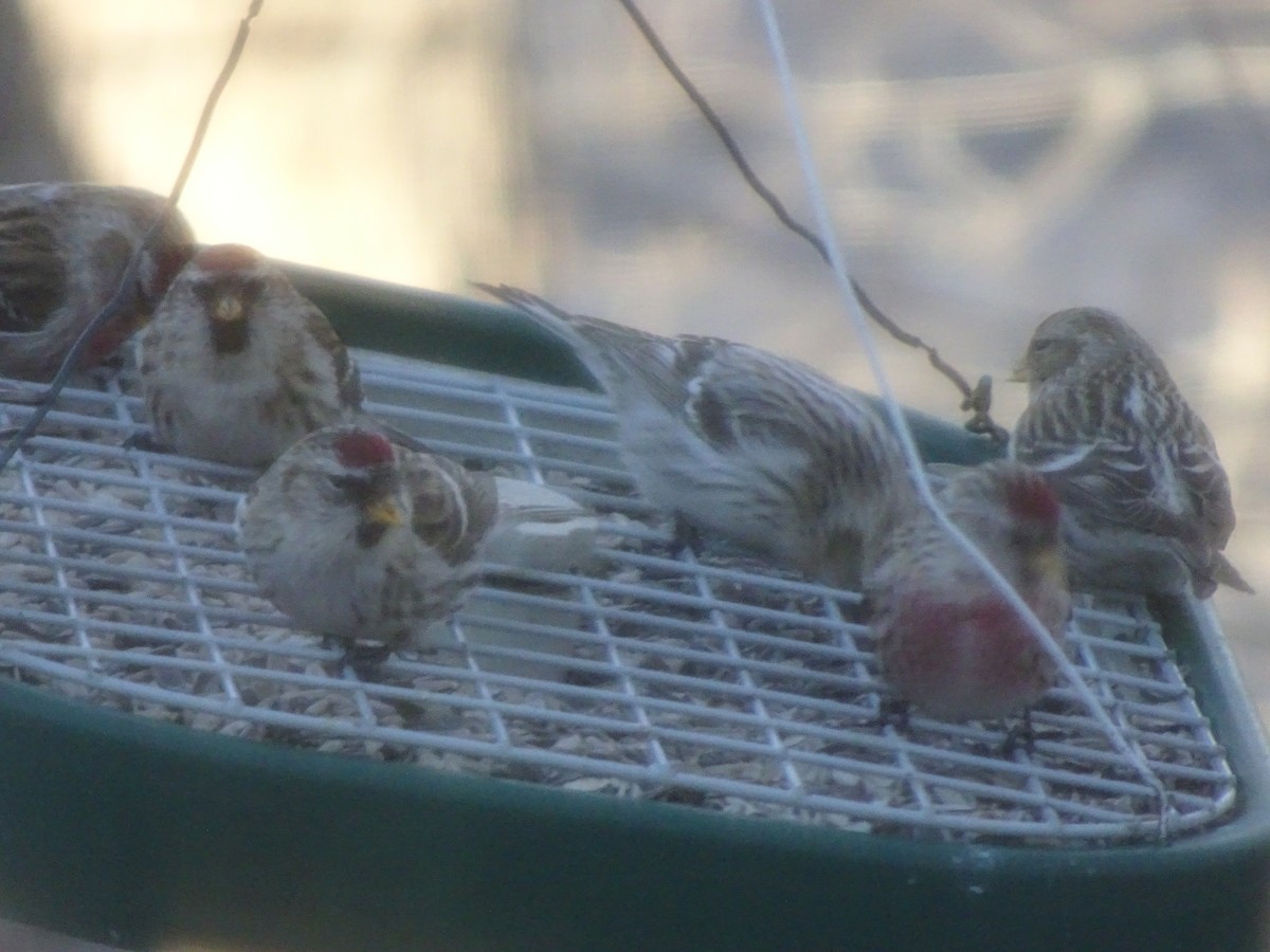 Hoary Redpoll - ML613914484