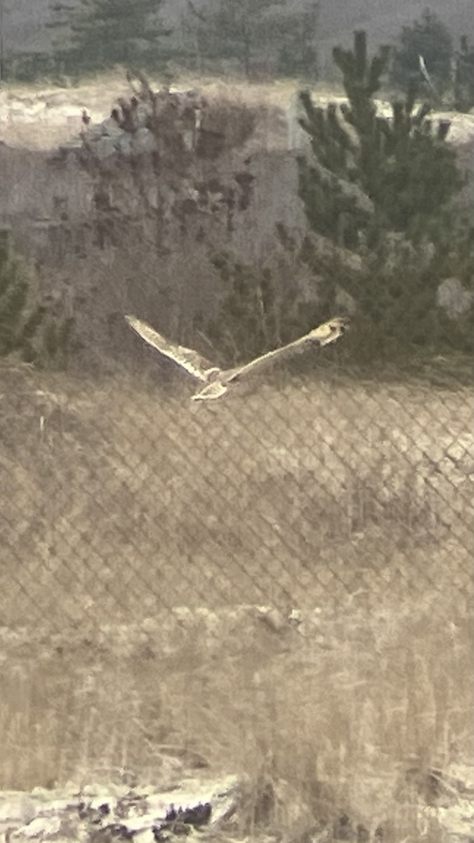 Short-eared Owl - ML613914520