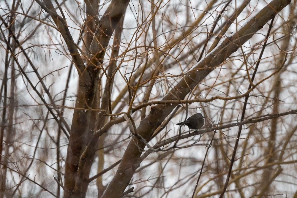 Gray Catbird - Gray Carlin