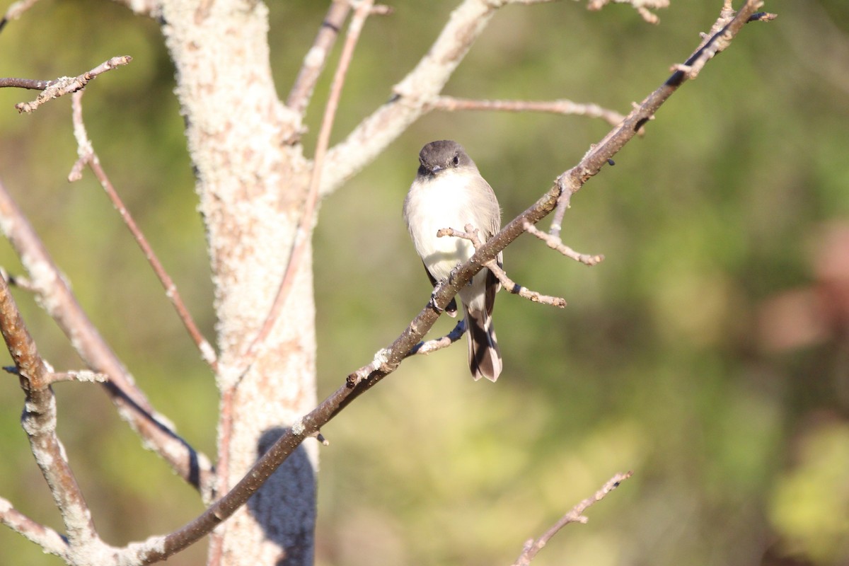 Eastern Phoebe - Sherri Jensen