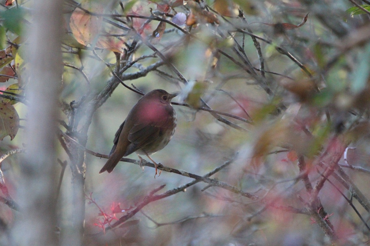 Hermit Thrush - ML613914712