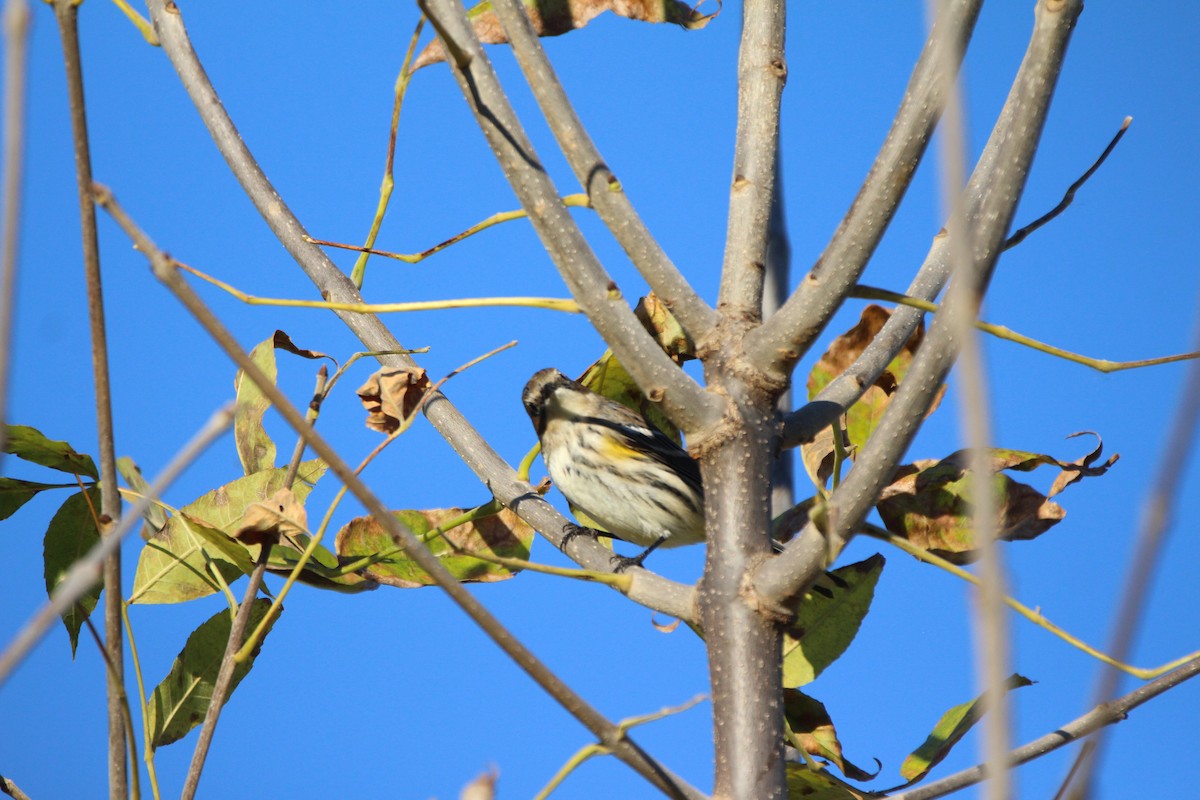 Yellow-rumped Warbler - ML613914738