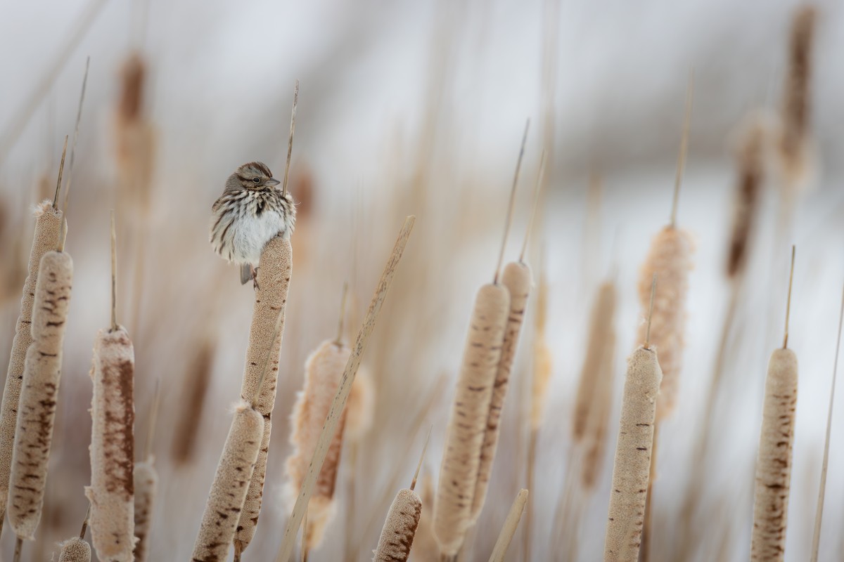Song Sparrow - ML613914759