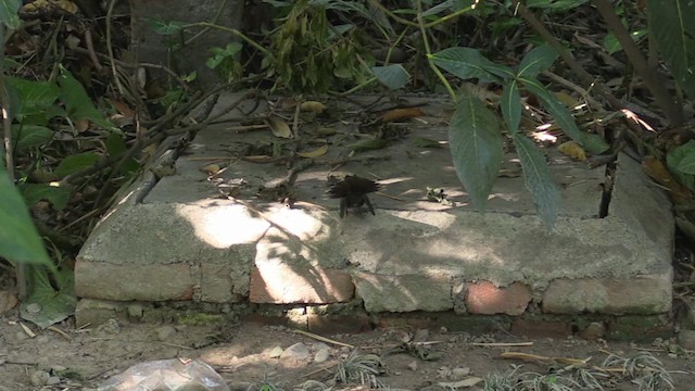 White-throated Fantail - ML613914803