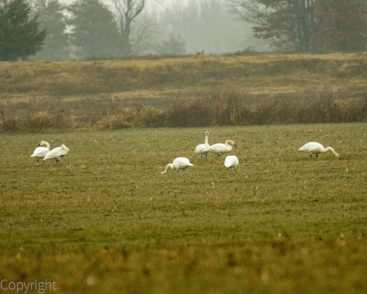 Trumpeter Swan - ML613914807