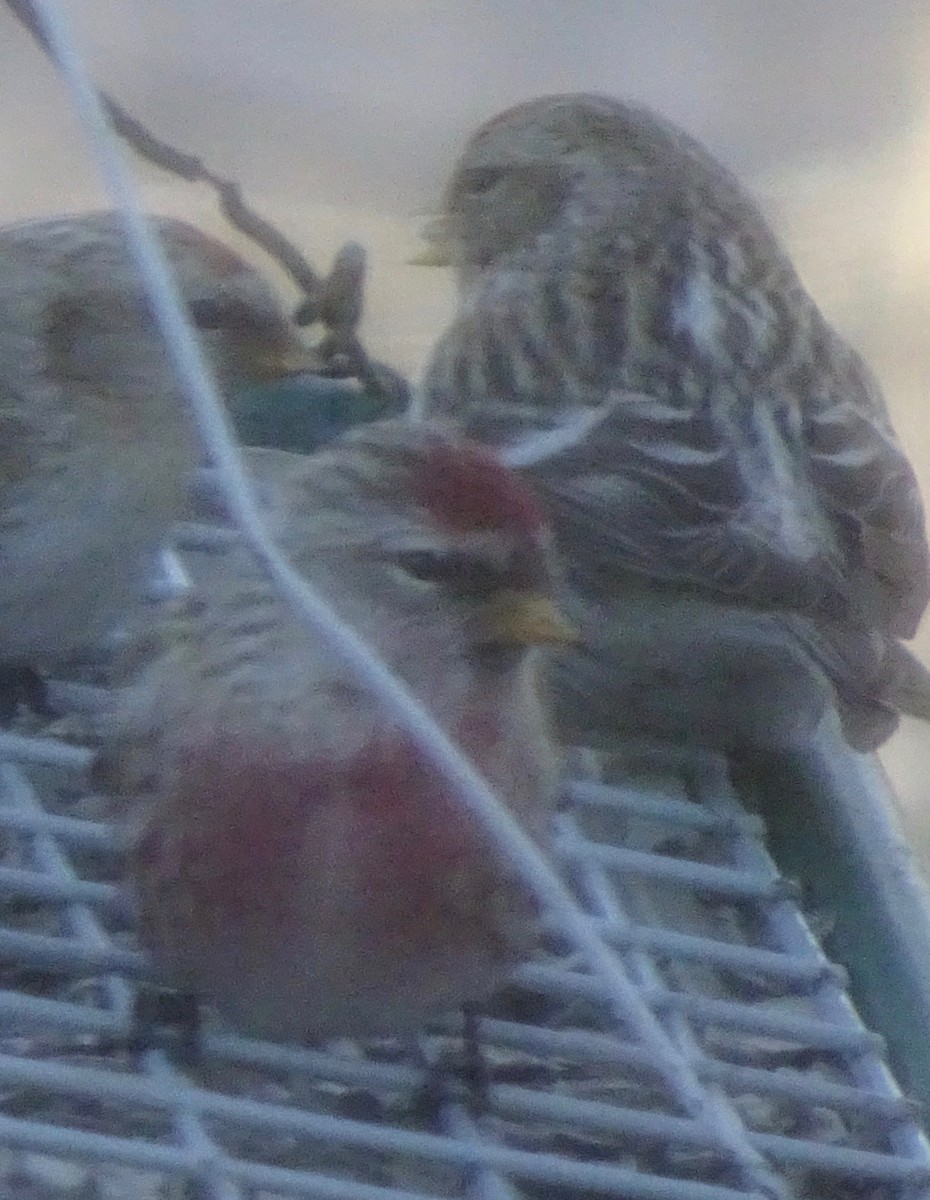 Common Redpoll - ML613914887