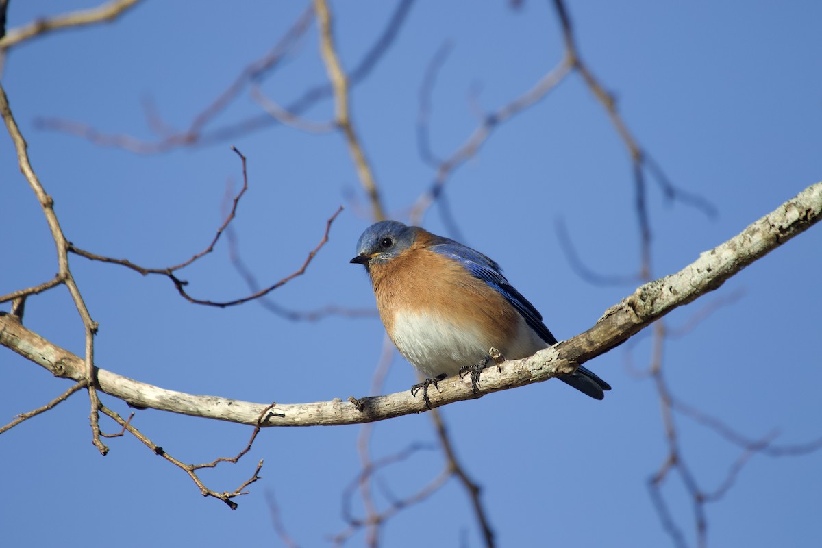 Eastern Bluebird - ML613914950