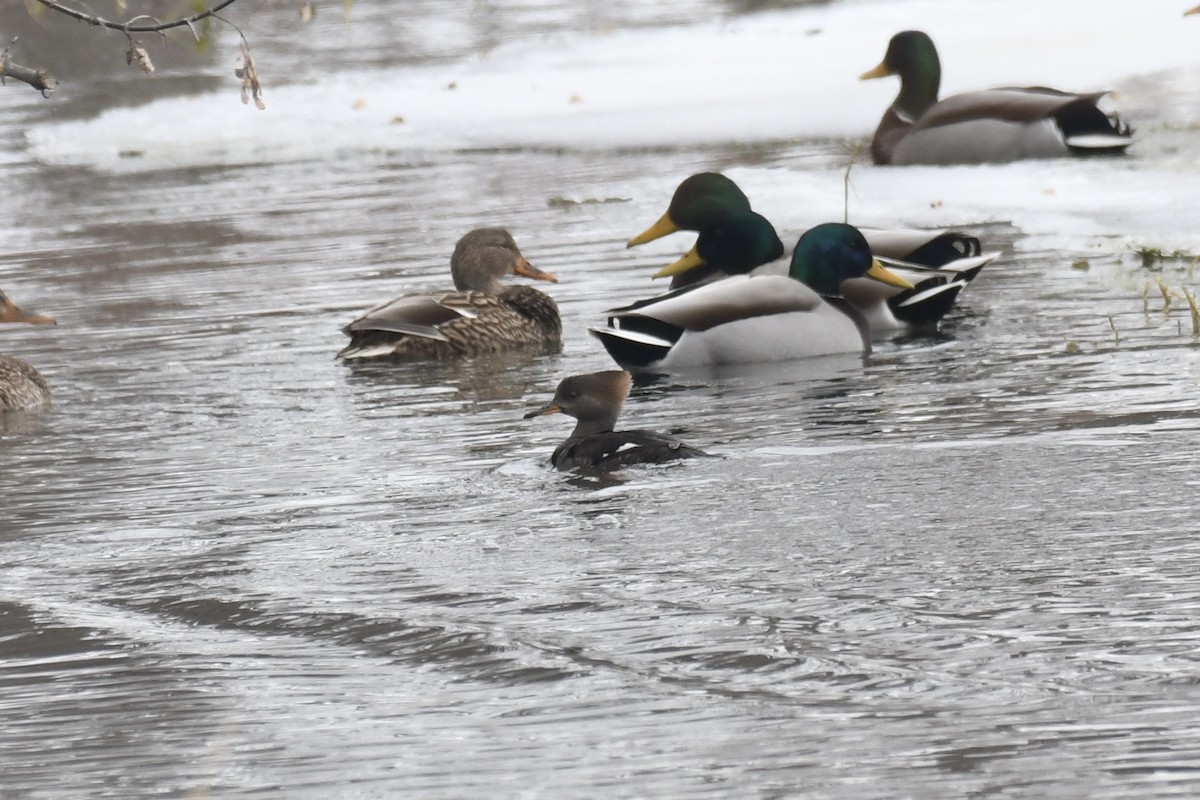 Hooded Merganser - ML613914952