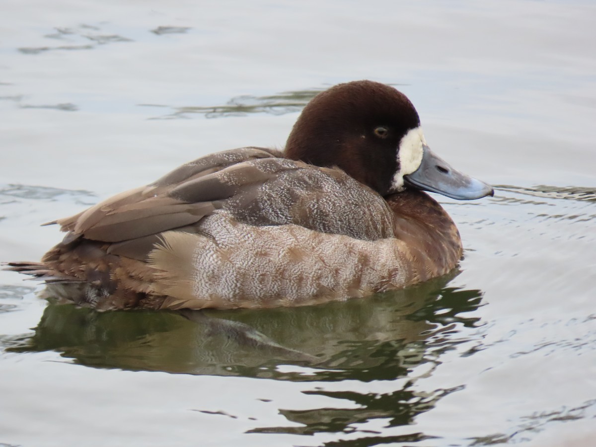 Greater Scaup - ML613914980