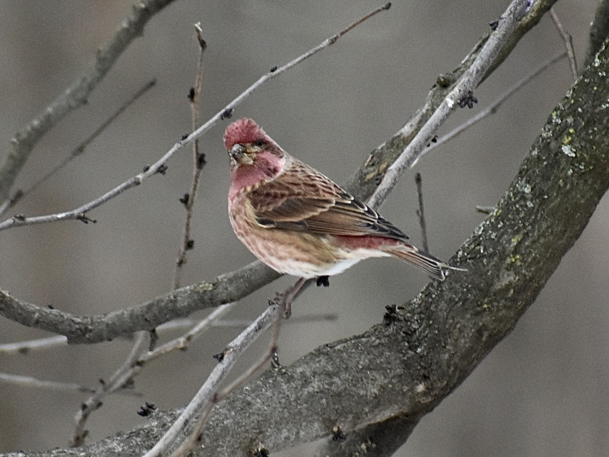 Purple Finch - ML613915008