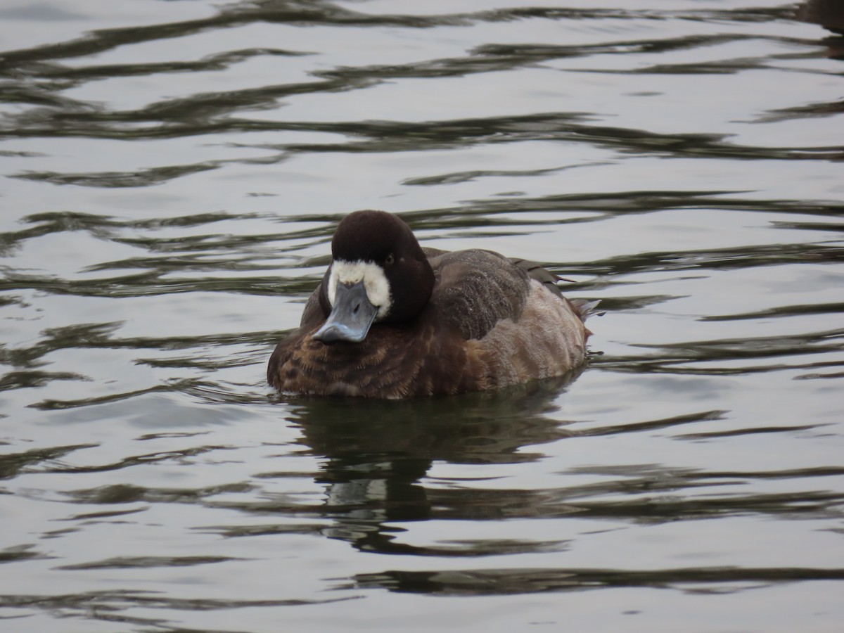 Greater Scaup - ML613915016