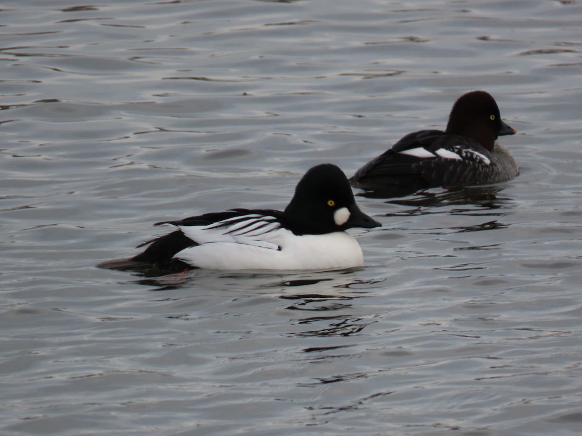 Common Goldeneye - Stephen Younger