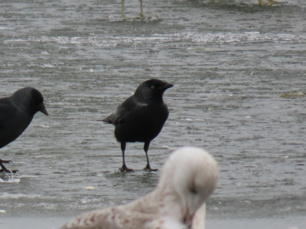 Eurasian Jackdaw - ML613915065