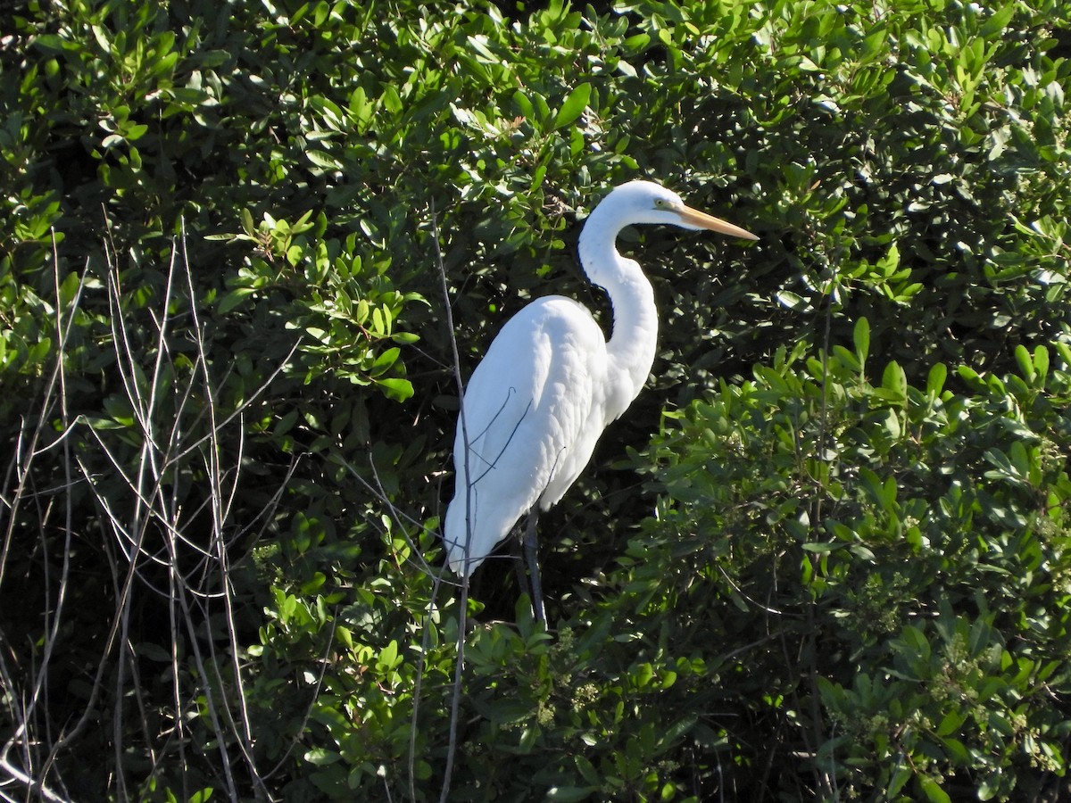 Great Egret - ML613915066