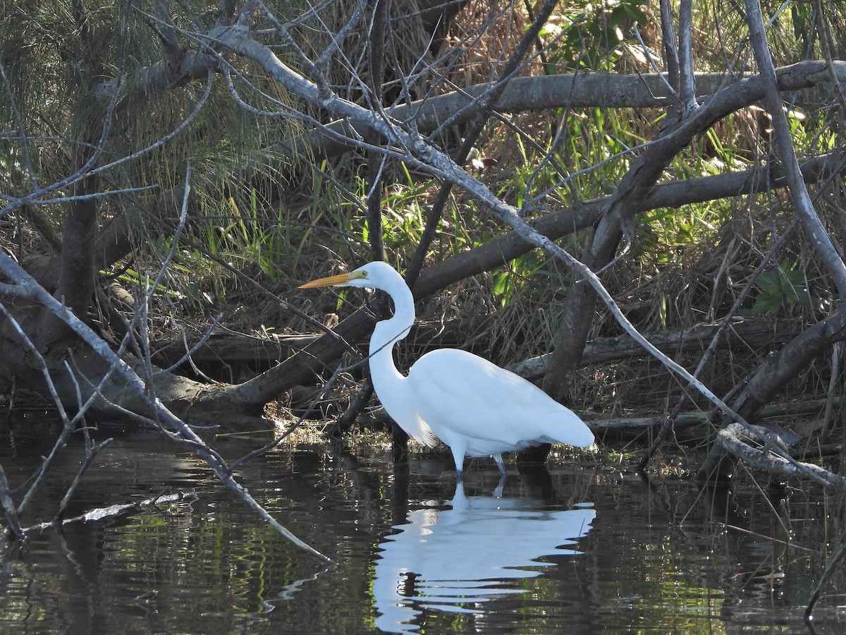 Great Egret - ML613915067