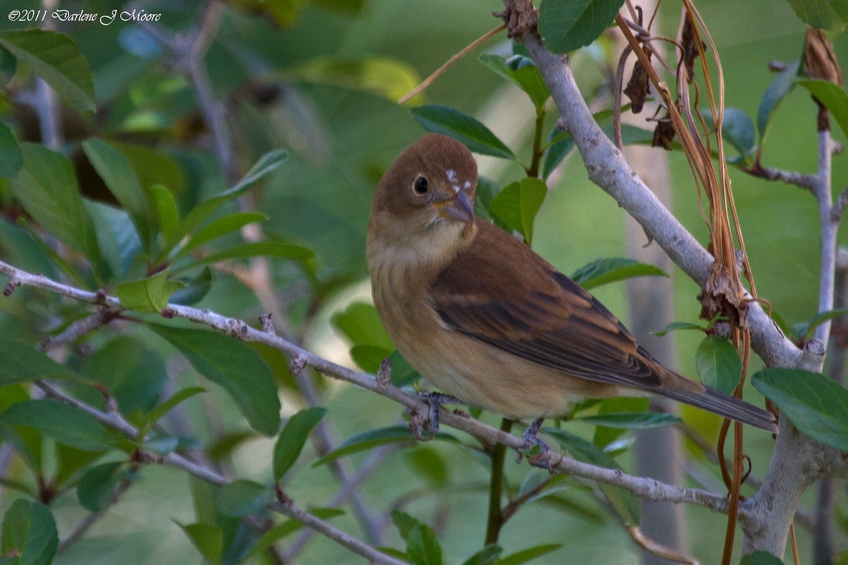 Indigo Bunting - ML613915141