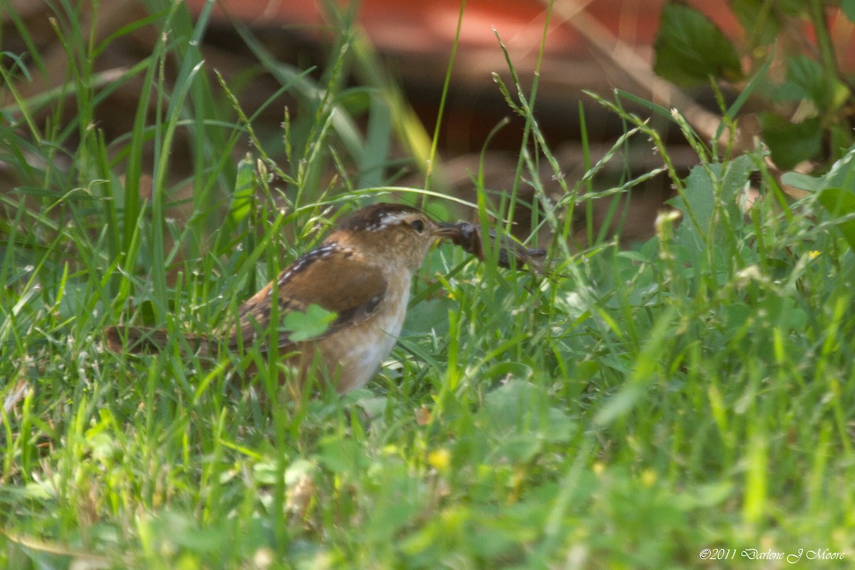 Marsh Wren - ML613915167