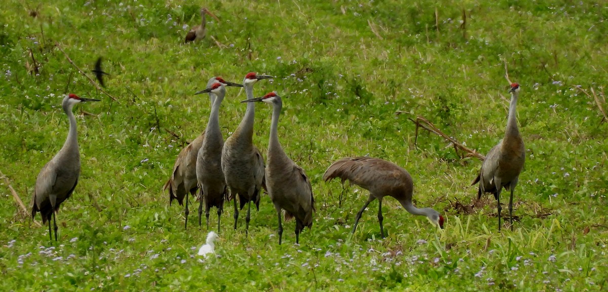 Sandhill Crane - ML613915192