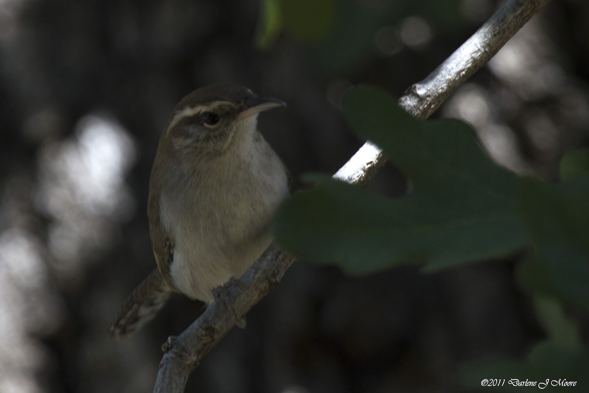 Bewick's Wren - ML613915238