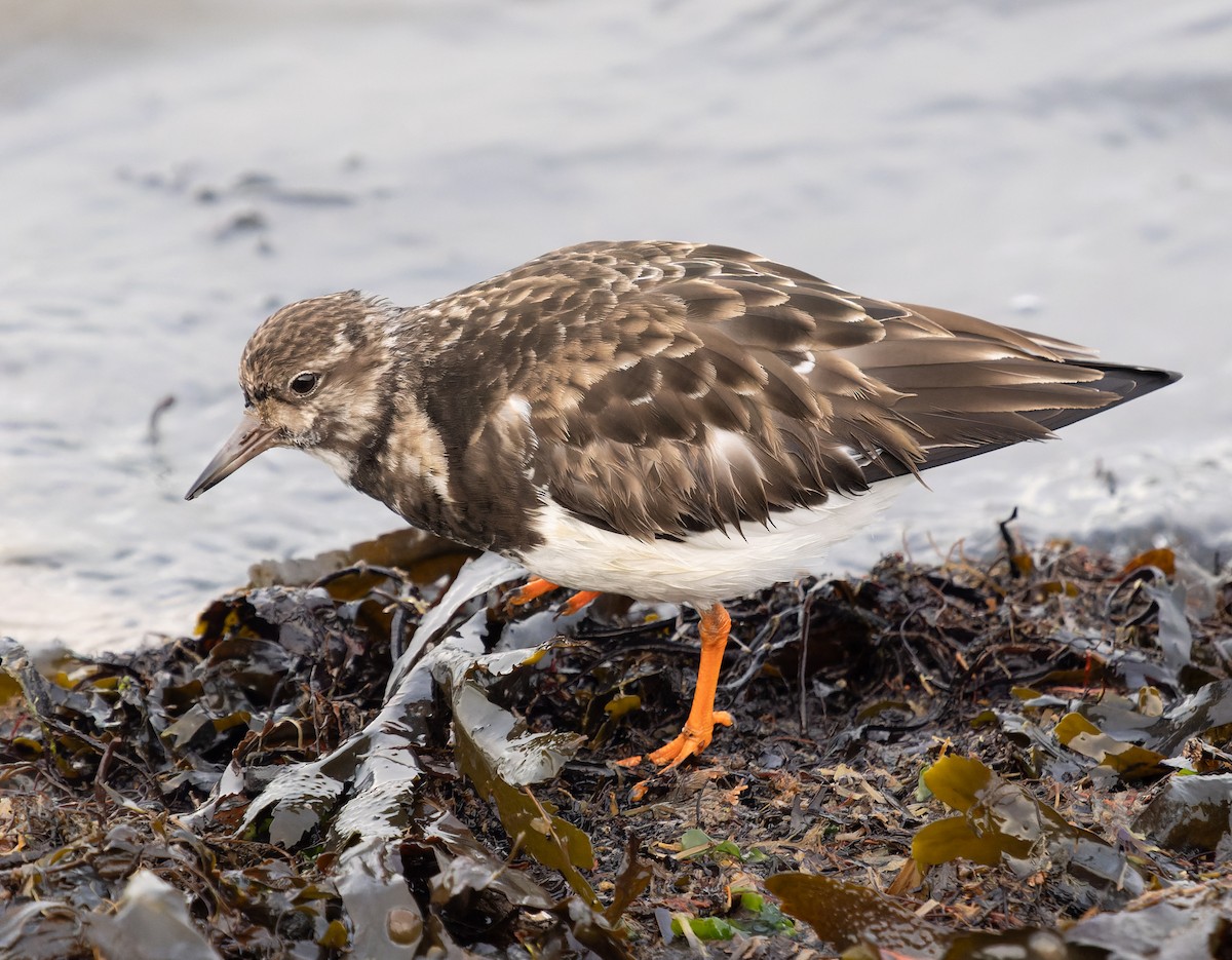 Ruddy Turnstone - ML613915248