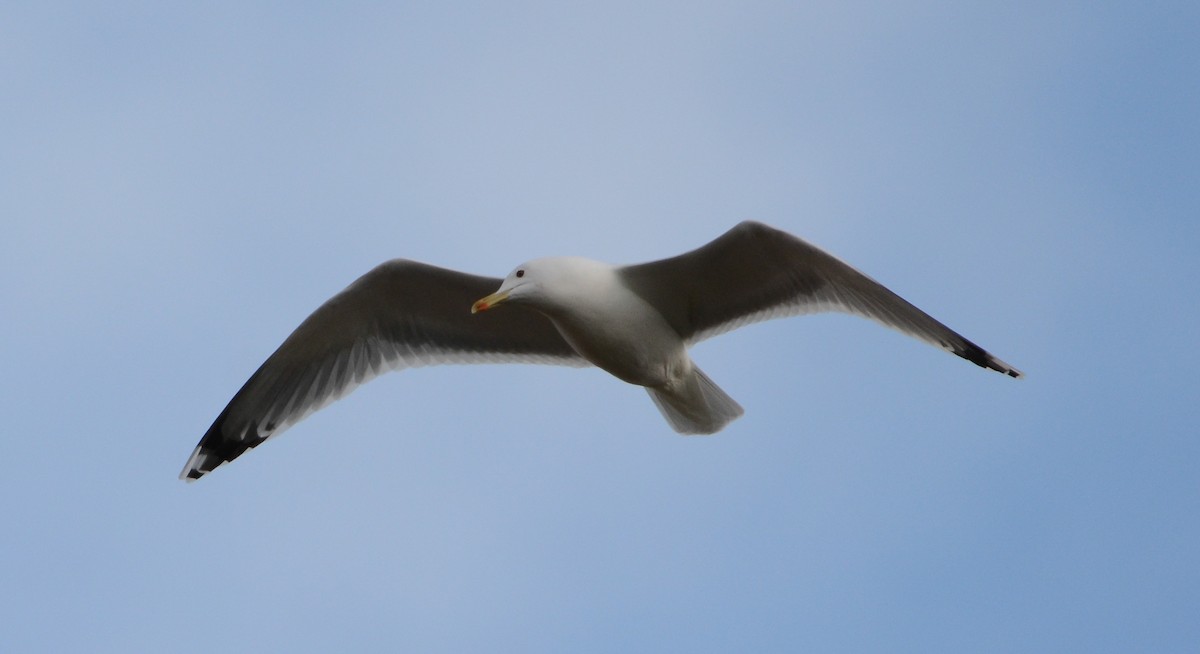 Caspian Gull - ML613915289