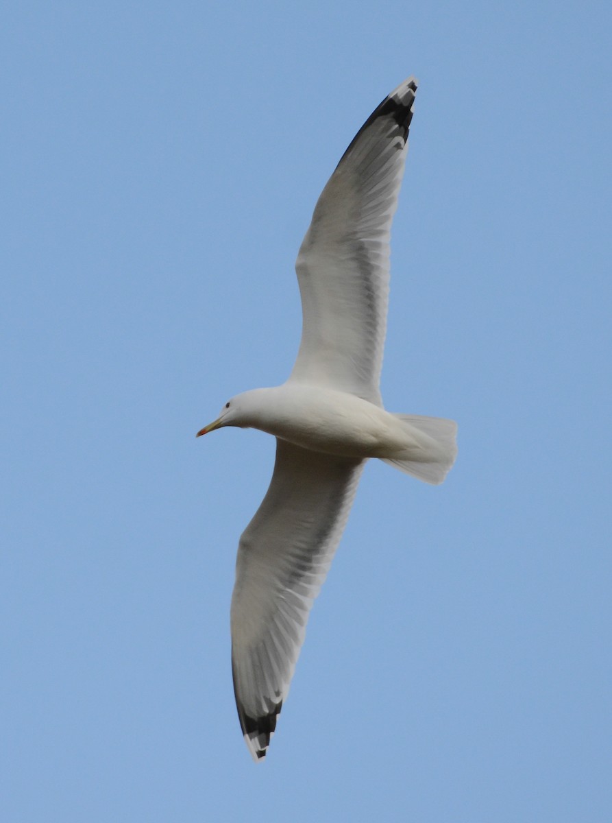 Caspian Gull - ML613915290