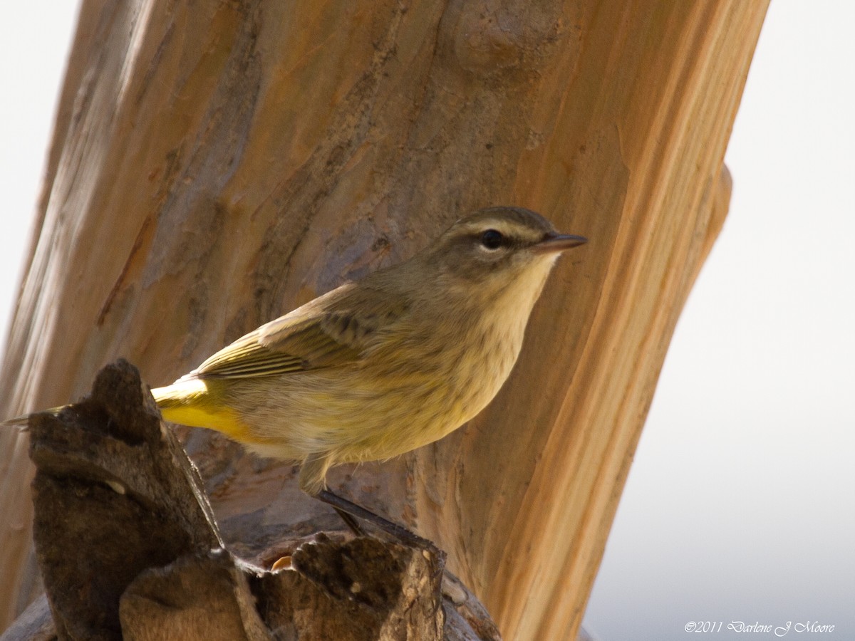 Palm Warbler - ML613915307