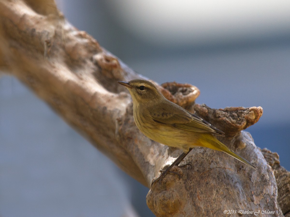 Palm Warbler - ML613915308