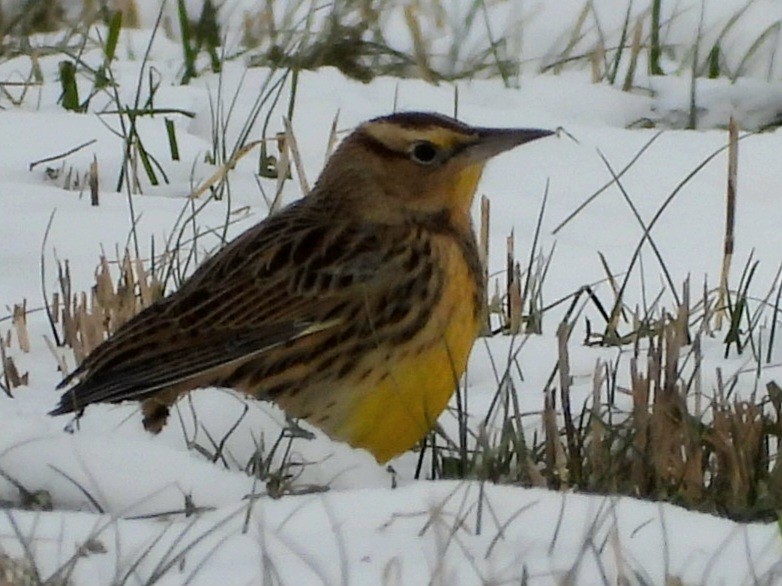 Eastern Meadowlark - ML613915325