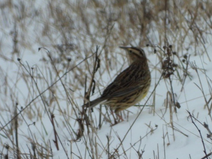 Eastern Meadowlark - ML613915326