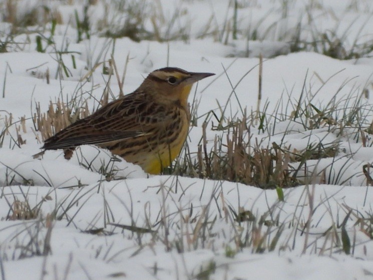 Eastern Meadowlark - ML613915327