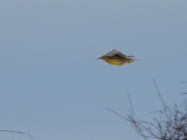 Eastern Meadowlark - ML613915328