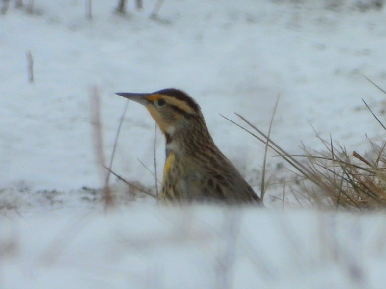 Eastern Meadowlark - ML613915329