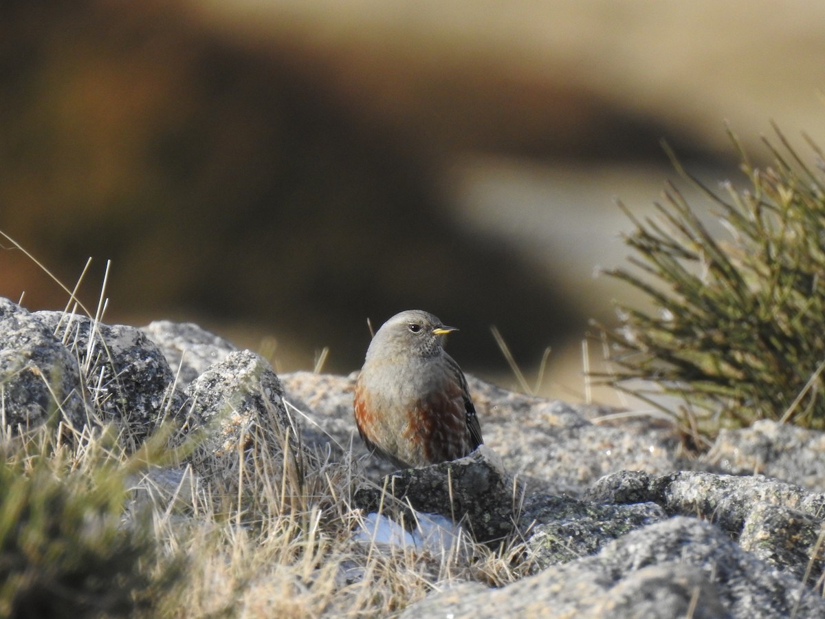 Alpine Accentor - ML613915339