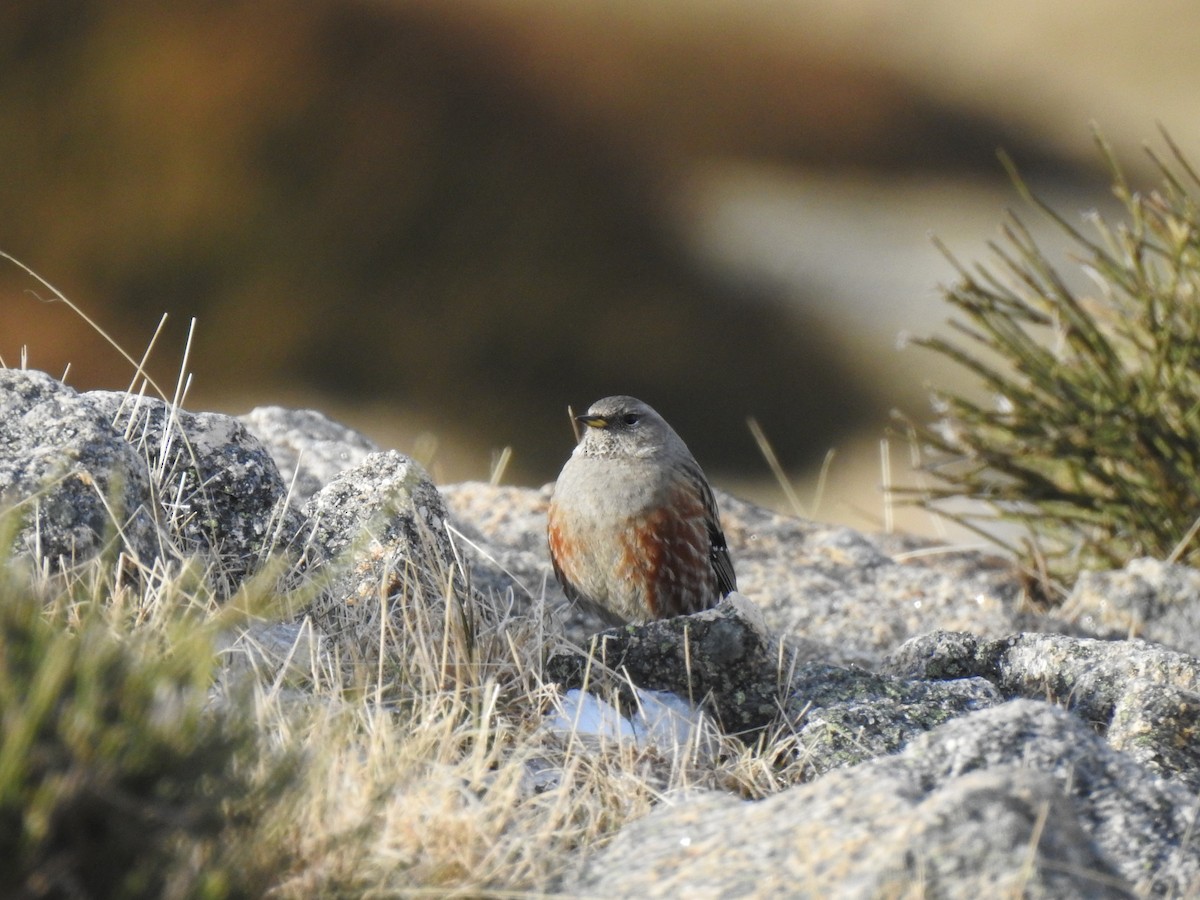 Alpine Accentor - ML613915340