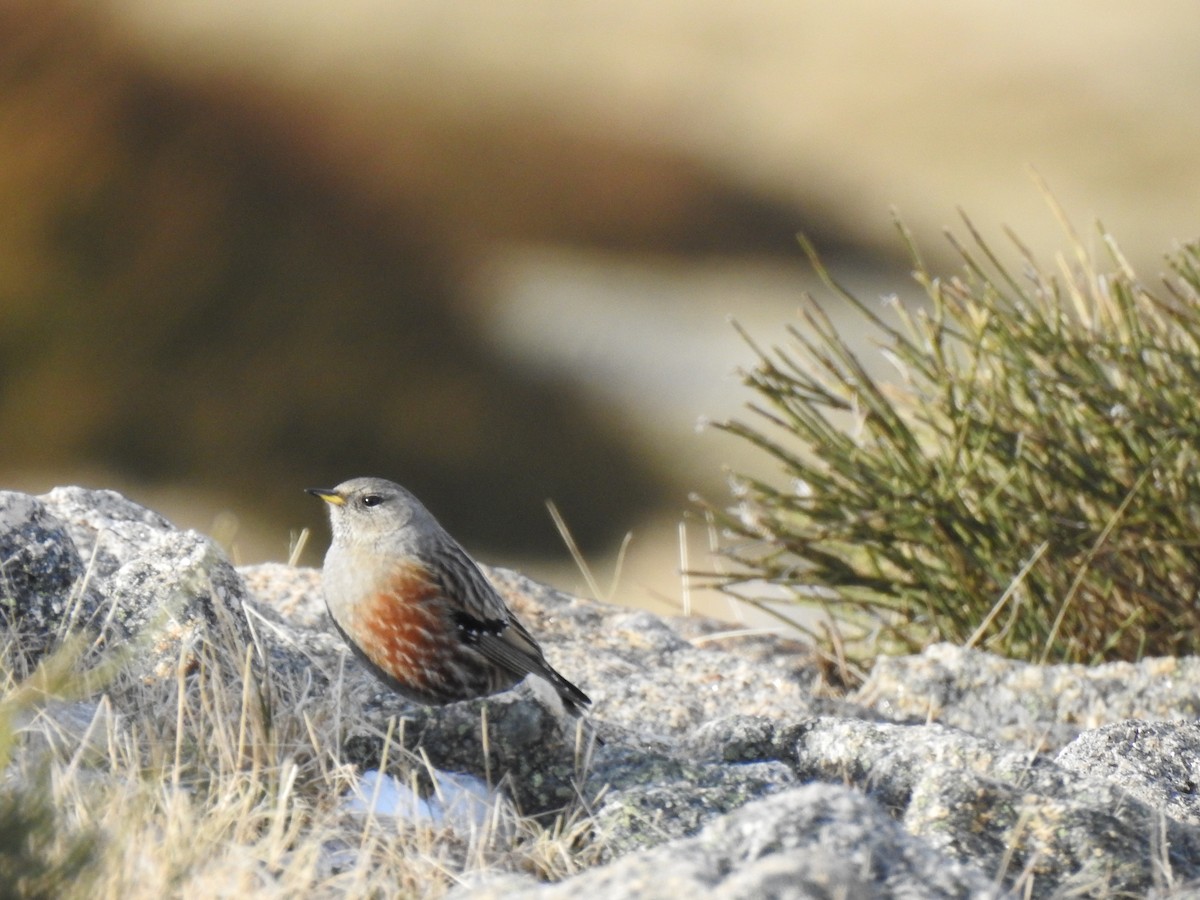 Alpine Accentor - ML613915341