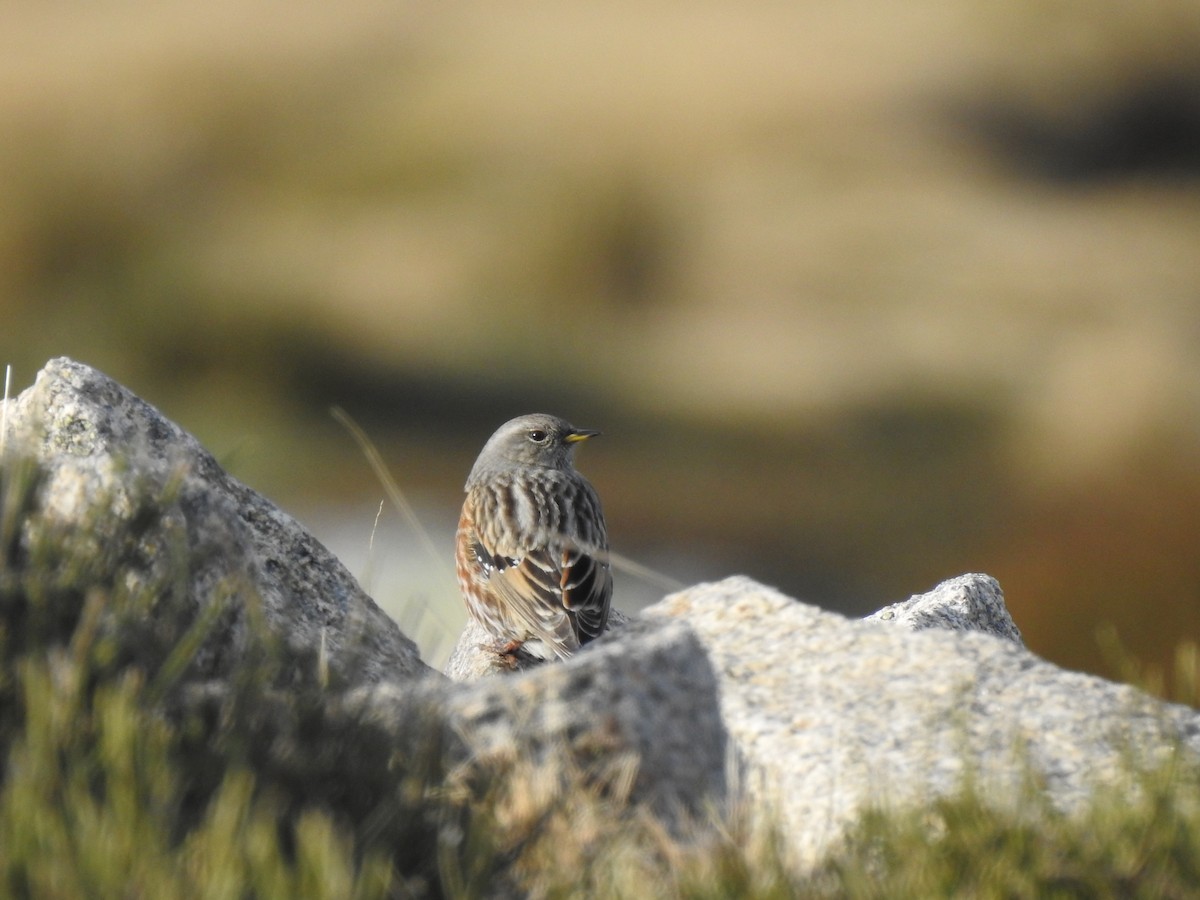 Alpine Accentor - ML613915342