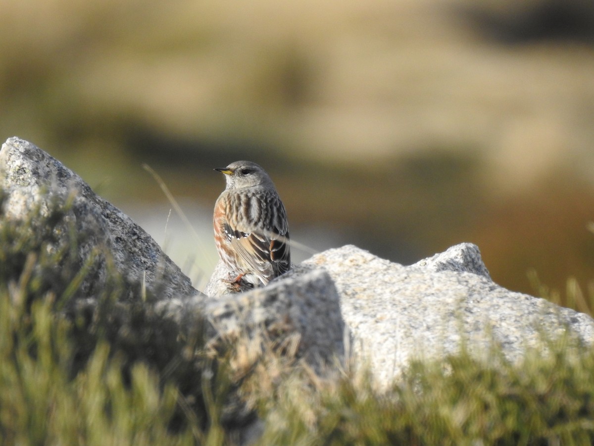 Alpine Accentor - João Tiago Ribeiro