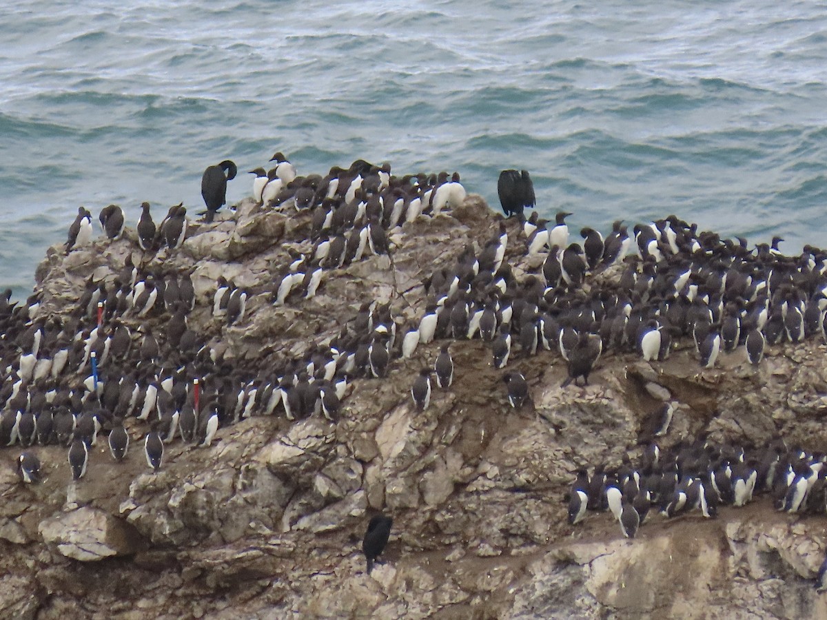 Common Murre - Alane Gray