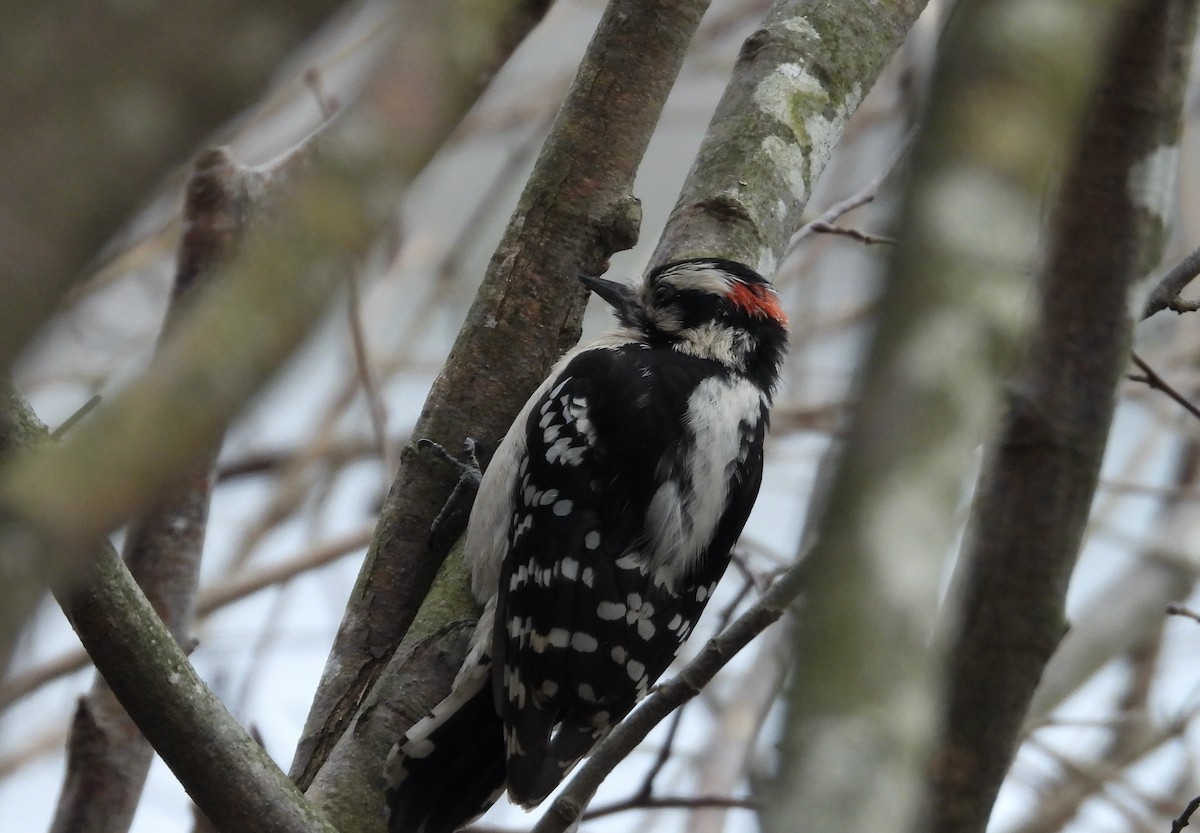 Downy Woodpecker - ML613915472