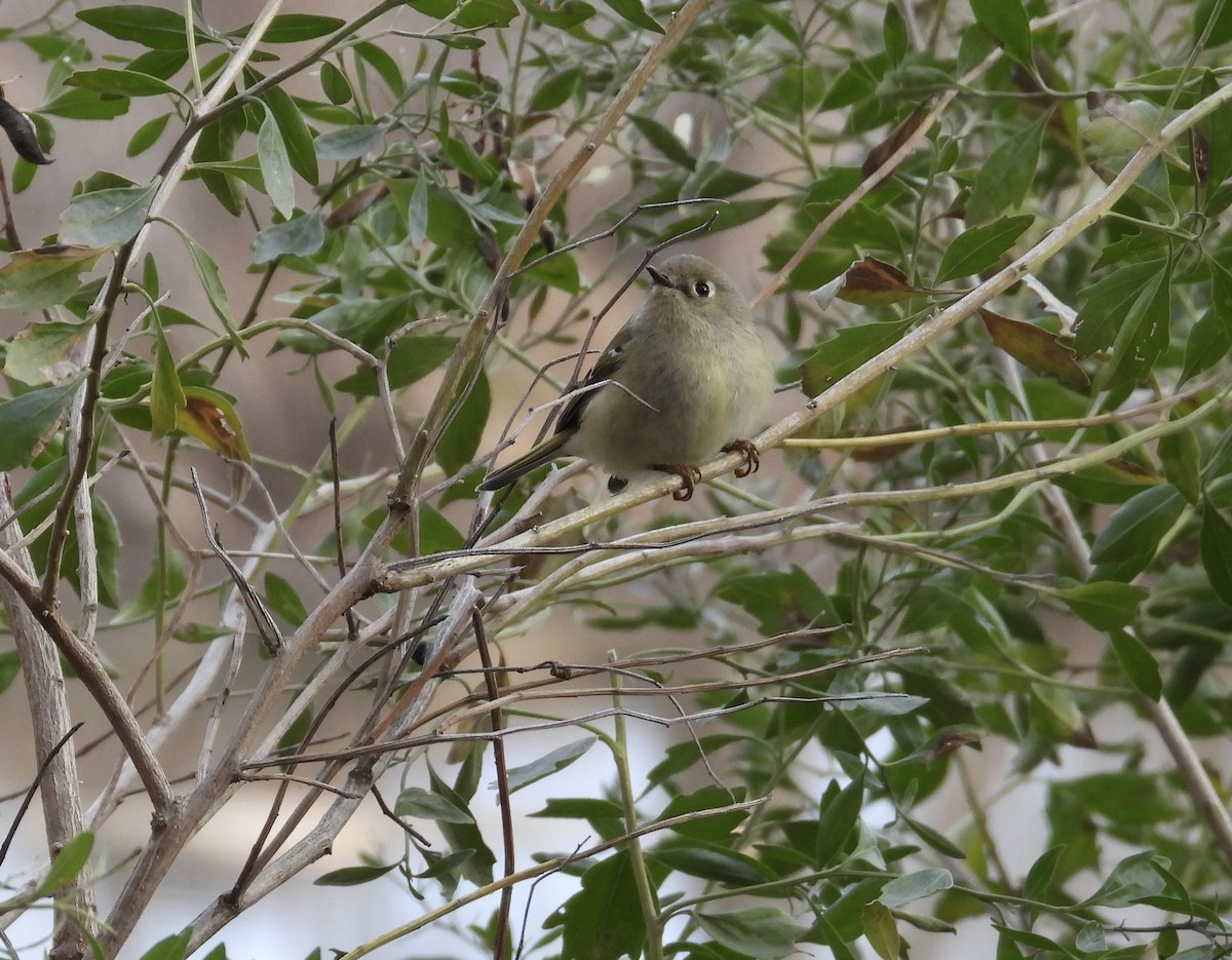 Ruby-crowned Kinglet - ML613915495